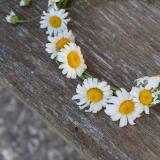 Daisy Crowns for Midsommars