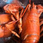 boiled lobsters