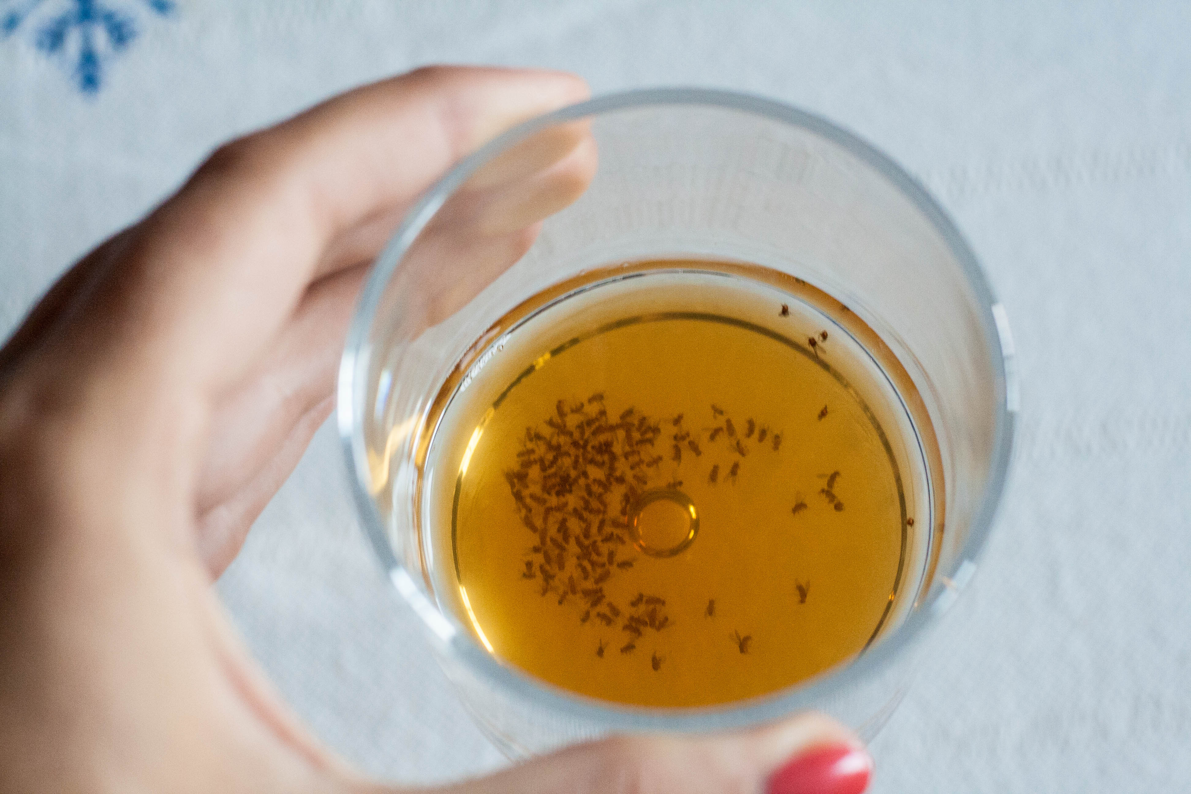 Fruit Flies: How to Get Rid of Fruit Flies & Fruit Fly Infestations