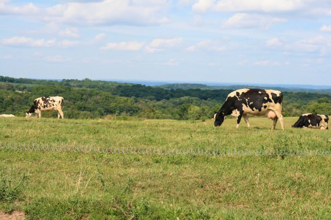 the ridge at upland dairy