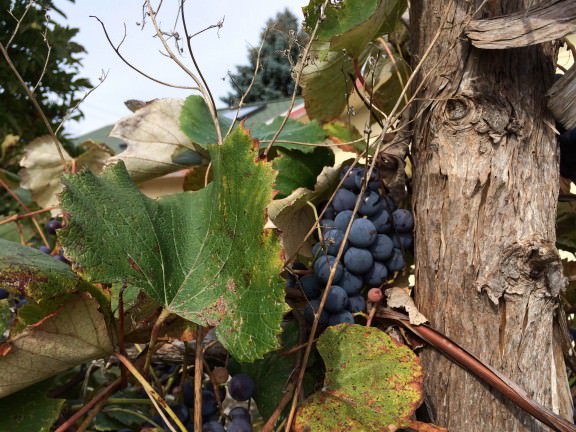 dad's concord grapes