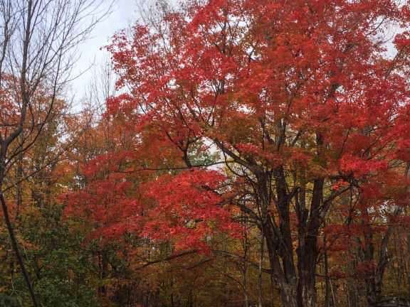 door county sugar maples