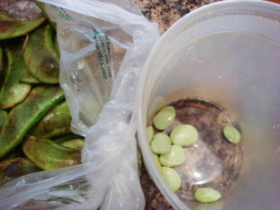 fava bean bruschetta shelling