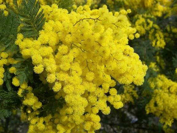 mimosa-flower