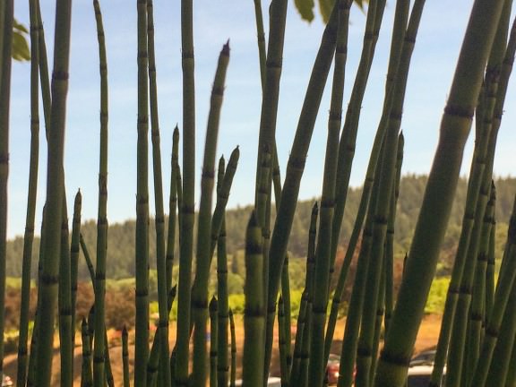 Californian Dreaming view through the horsetails