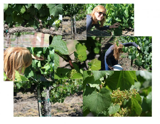 Checking on Dutton Ranch Grapes with Headwinemaker Heidi Bridenhagen