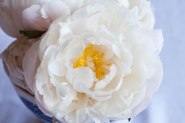 Peony Season Table Setting blush open wide