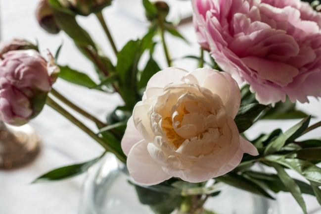 Peony Season Table Setting blush opening