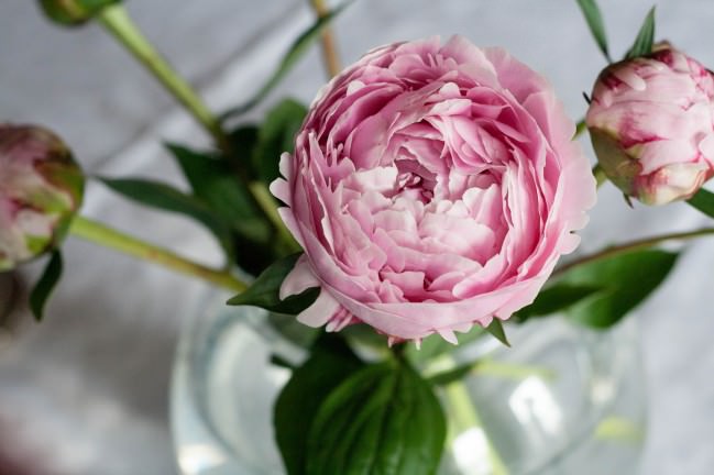 Peony Season Table Setting just opening