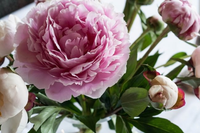 Peony Season Table Setting pink open