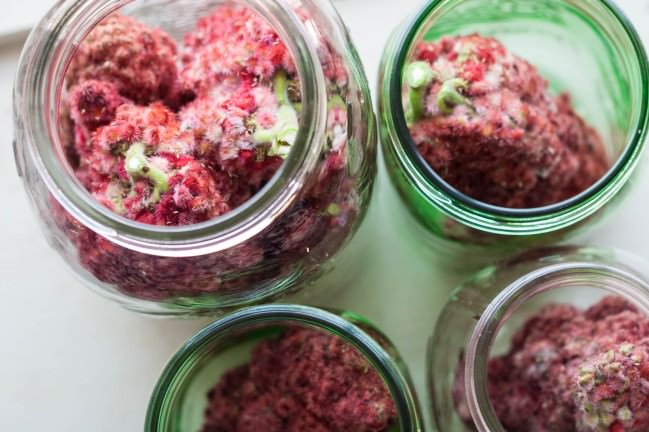 Sumac Lemonade sumac drupes in jars