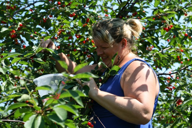 Cherry Picking in Philly Barrett and her bucket of cherries