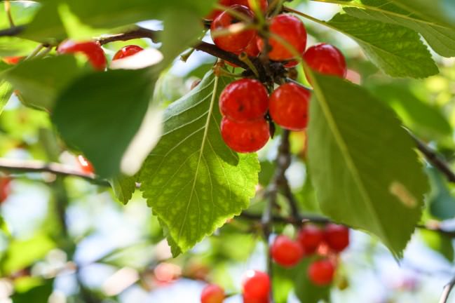 Cherry Picking in Philly big cluster