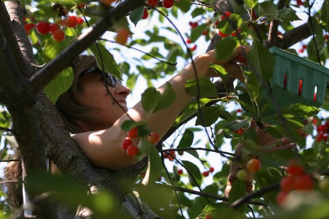 Cherry Picking in Philly way up high