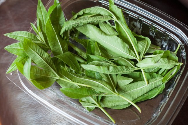 Lemon Verbena Sheep's Yogurt Ice Cream fresh verbena