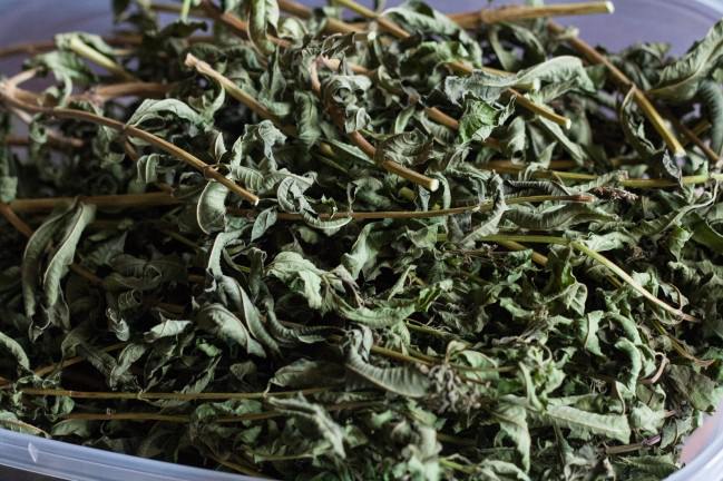 Mail Order Herbs lemon verbena